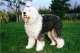 Bobtail - Old English Sheepdog