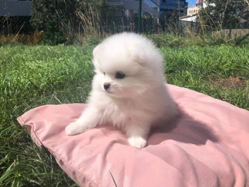 pomeranian_puppies_2