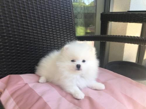 pomeranian_puppies_3