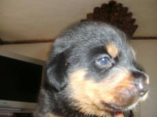 Verkaufe :Rotti /Sehnen Mischling