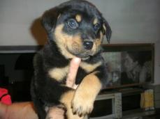 Verkaufe :Rotti /Sehnen Mischling