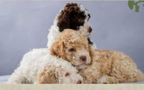 lagotto_romagnolo_welpen_1