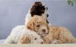 Lagotto Romagnolo Welpen