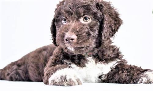 lagotto_romagnolo_welpen_2