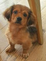 Pekinese-Mix, Rde, 4 Monate alt kleinbleibend