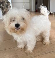 Malteser-Rde 5,5 Monate alt sucht ein Krbchen