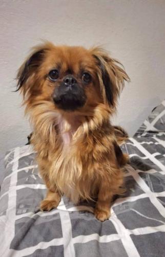 pekinese_mix_kg_jahre_alt_1