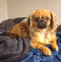 Pekinese-Mix  5 kg, 1,5 Jahre alt