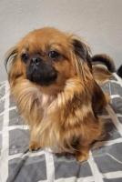 Pekinese-Mix  5 kg, 1,5 Jahre alt