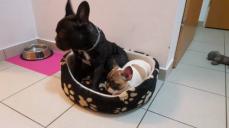 Mini sucht neuen Besitzer *Franzsische Bulldogge