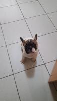 Mini sucht neuen Besitzer *Franzsische Bulldogge