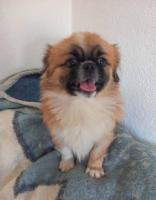 Kleiner Pekinese ca 2 Jahre alt, 4,5 kg schwer sucht