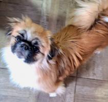 Kleiner Pekinese ca 2 Jahre alt, 4,5 kg schwer sucht