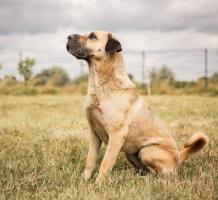 Lala, sehr lieb und verschmust, Video ACA Seite