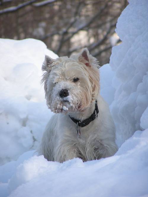 westie deckr�de