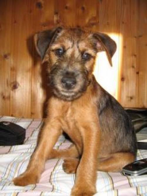 jagdterrier mix welpen