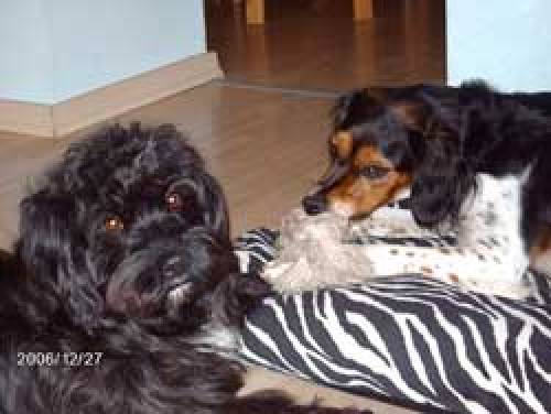 liebevolle hundebetreuung in wien