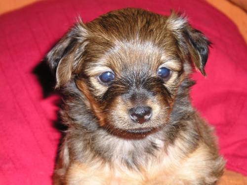 zwergpinscher m�dl