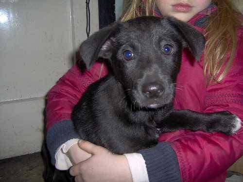 labradormix m�dchen julia