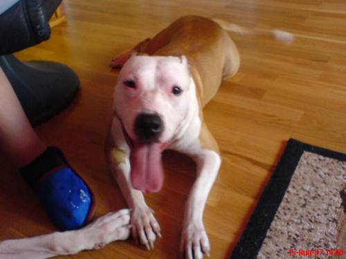 american staffordterrier