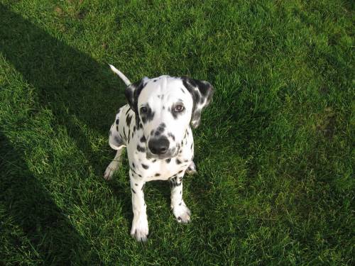 suche hundesitter bezirk wr neustadt baden