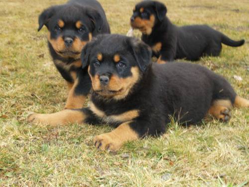 rottweilerwelpen