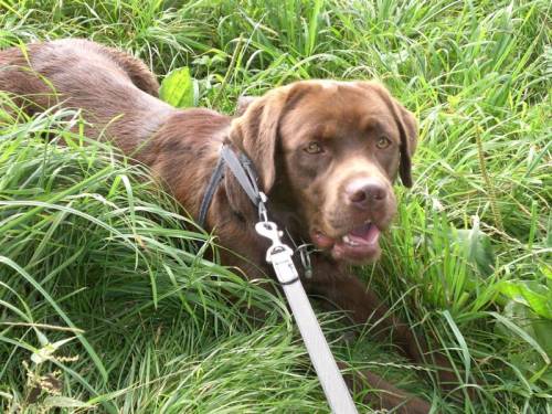  jhr labrador retriever rde schoko abzugeben stammbaum