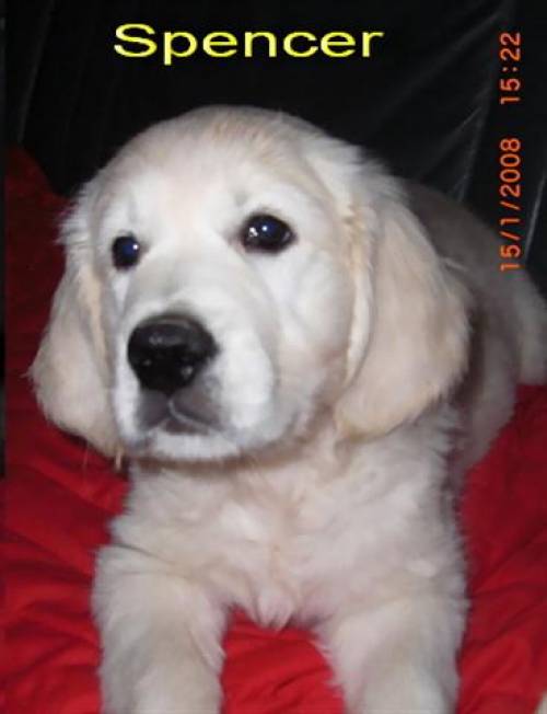 golden retriever welpe spencer legend of passion