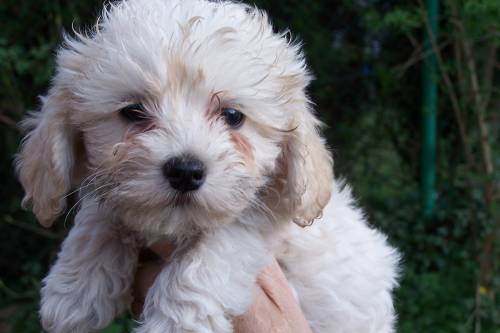 sehr lieber havaneser