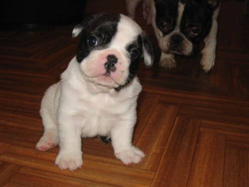 franz�sische bulldoggenwelpen