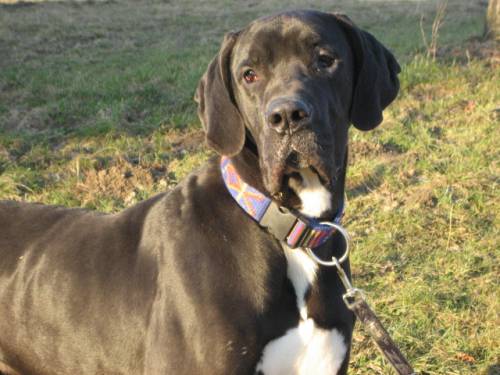 verspielte junge dt dogge sucht