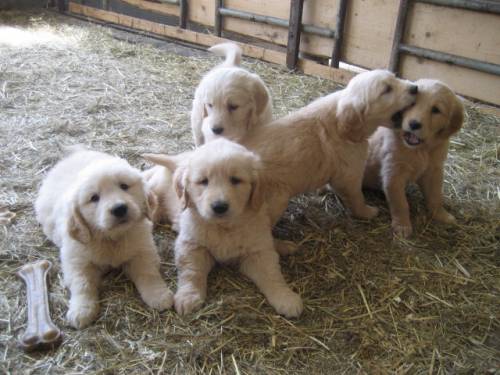  goldige golden retriever welpen