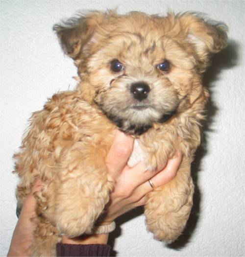 bolonka welpen von amantis