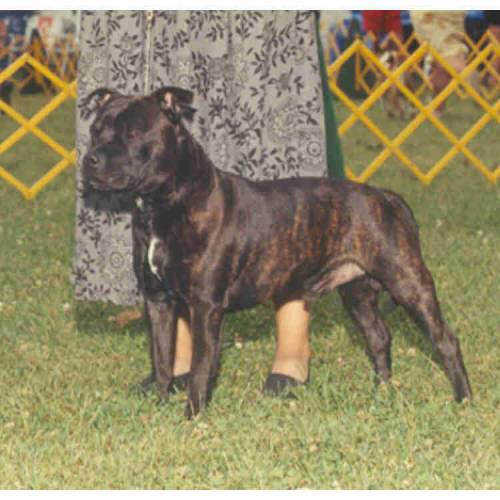 staffordshire bullterrier