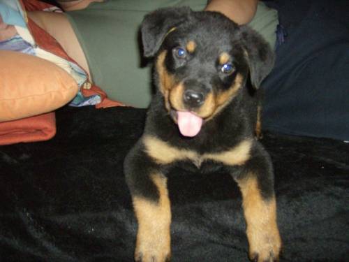 rottweilervelpen