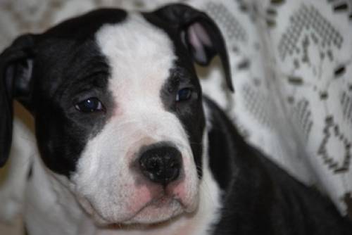 american staffordshire terrier