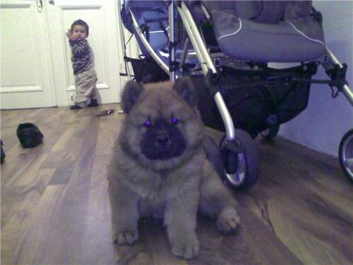 chow welpe
