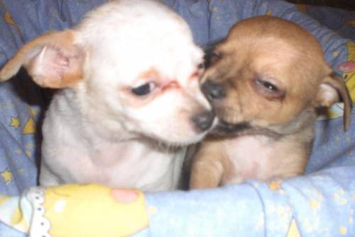 sweet mini chihuahua