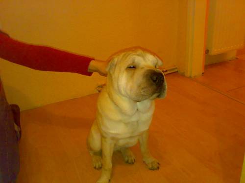 shar pei