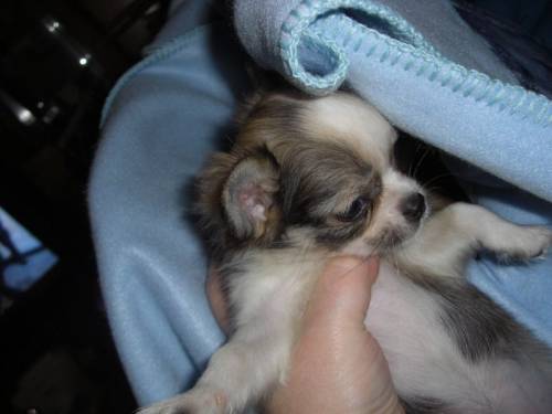 chihuahua mdchen mini langhaar