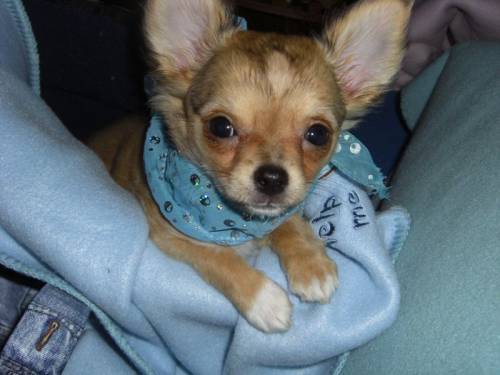 chihuahua r�de langhaar wochen