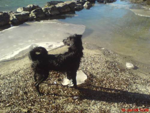 finn mischlingsr�de