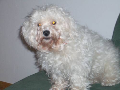 suche ein neues zu hause f�r meinen hund