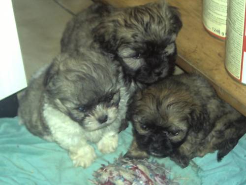 yorki shih tzu