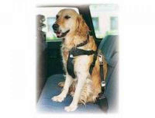 sicherheitsgurt f�r hunde