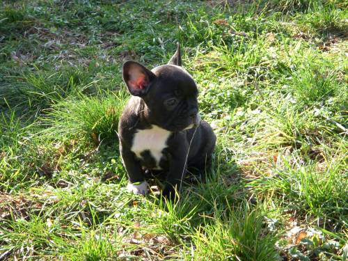 franz�sische bulldog