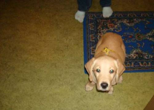 labrador welpen