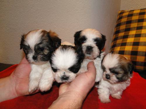 zwei se shih tzu mischlingswelpen zu vergeben