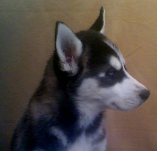 siberian husky welpe