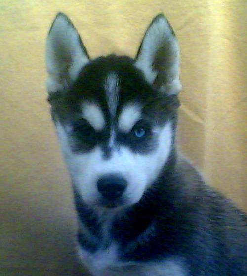 siberian husky welpe